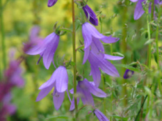 Campanula rapunculusRapunzelklokje bestellen